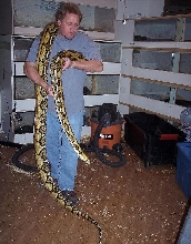 female tiger het 3