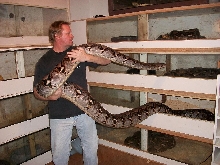 big normal