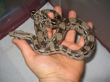 Cay-Caulker, Belize Boa