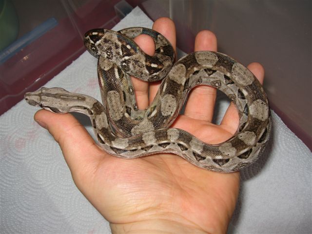 Cay-Caulker, Belize Boa