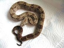 Boa constrictor imperator, Corn-Island