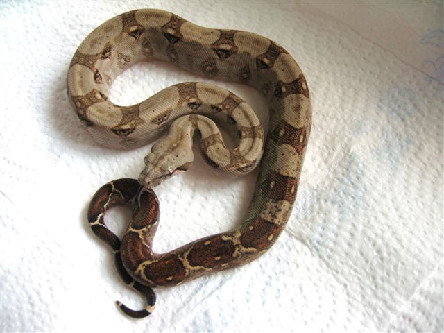 Boa constrictor imperator, Corn-Island