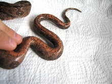Boa constrictor imperator -Honduras-