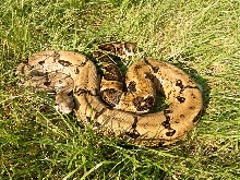 Boa constrictor imperator -Ecuador-
