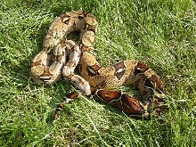 Boa constrictor imperator -Colombian-