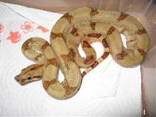 Boa constrictor sabogae