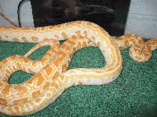 Striped and normal