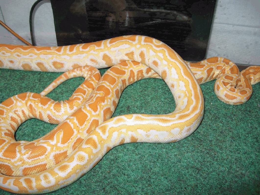 Striped and normal