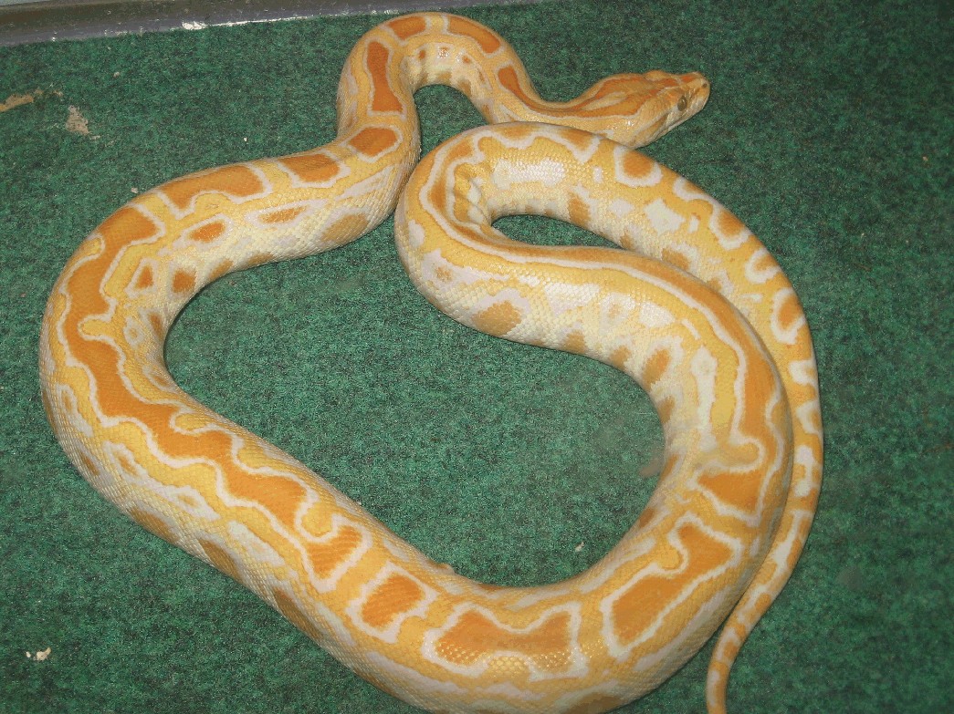 Striped albino