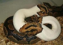 Male pied