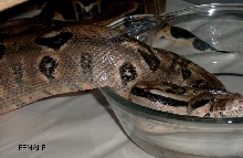 BCI HONDURAN