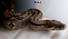 BCI HONDURAN