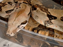 BCI HONDURAN