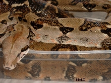 BCI HONDURAN