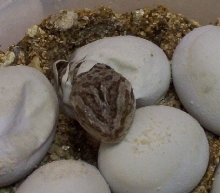 Hatching!