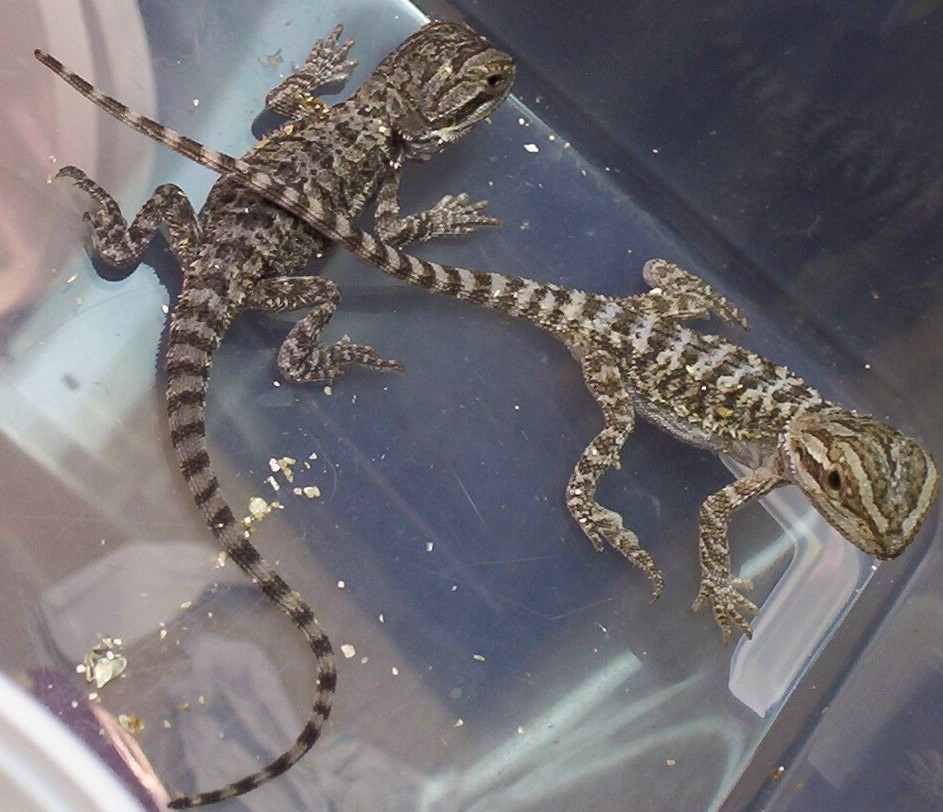 Babies!