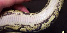 Yellow Belly