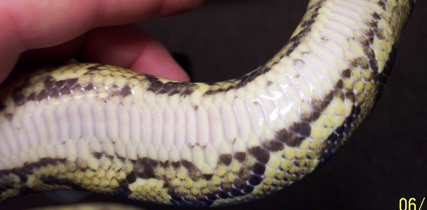 Yellow Belly