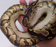 Yellow Belly?