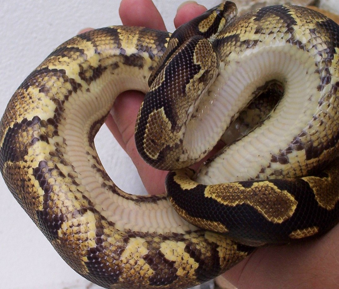 Yellow Belly?