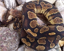 Yellow Belly