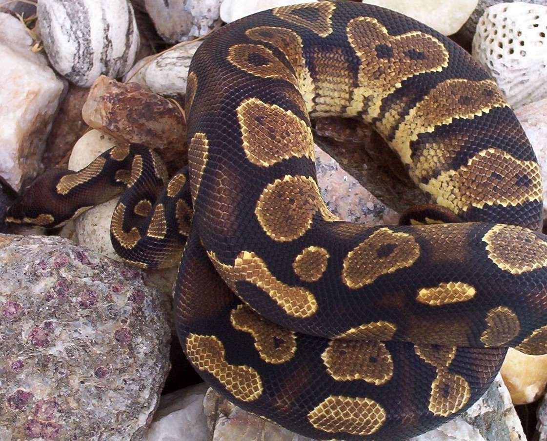 Yellow Belly