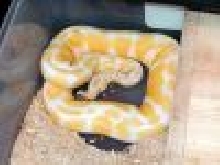 Albino male
