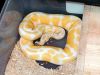 Albino male