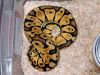 Pastel male