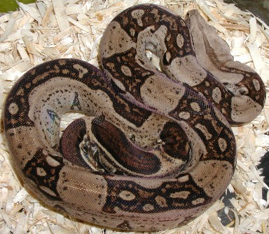 Possible Jungle Female2