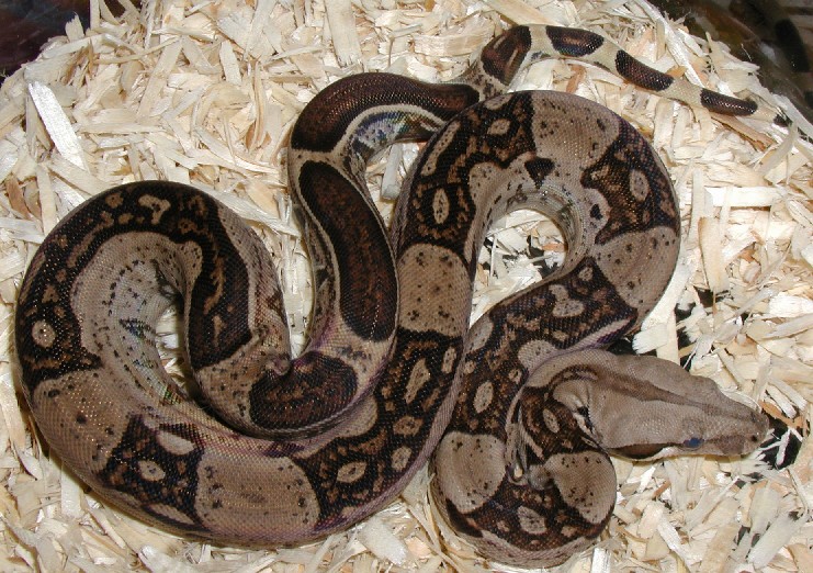 Possible Jungle Female