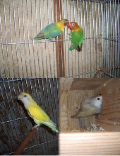 Pair1&2