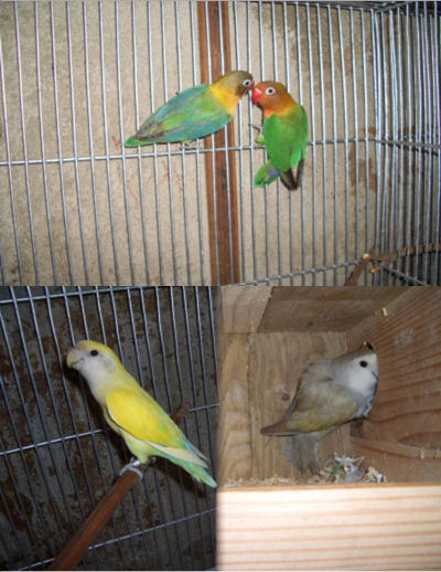 Pair1&2
