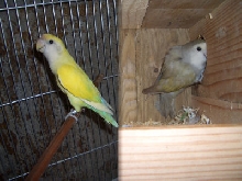 pair2