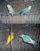 pair3&4