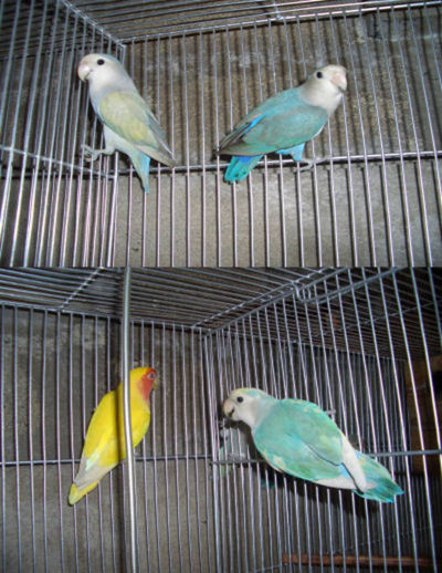 pair3&4