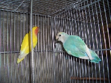 pair3