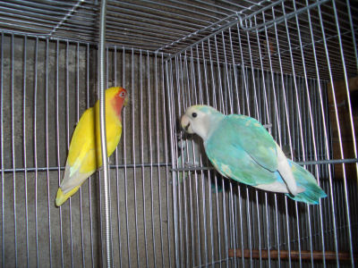 pair3