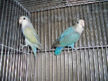 pair4