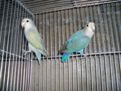 pair4