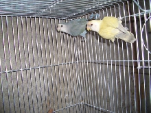 pair5