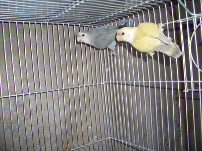 pair5