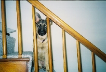 Sophie.. 19 wks.