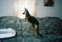 On Patrol...