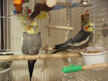 Birdie & Chick Pea