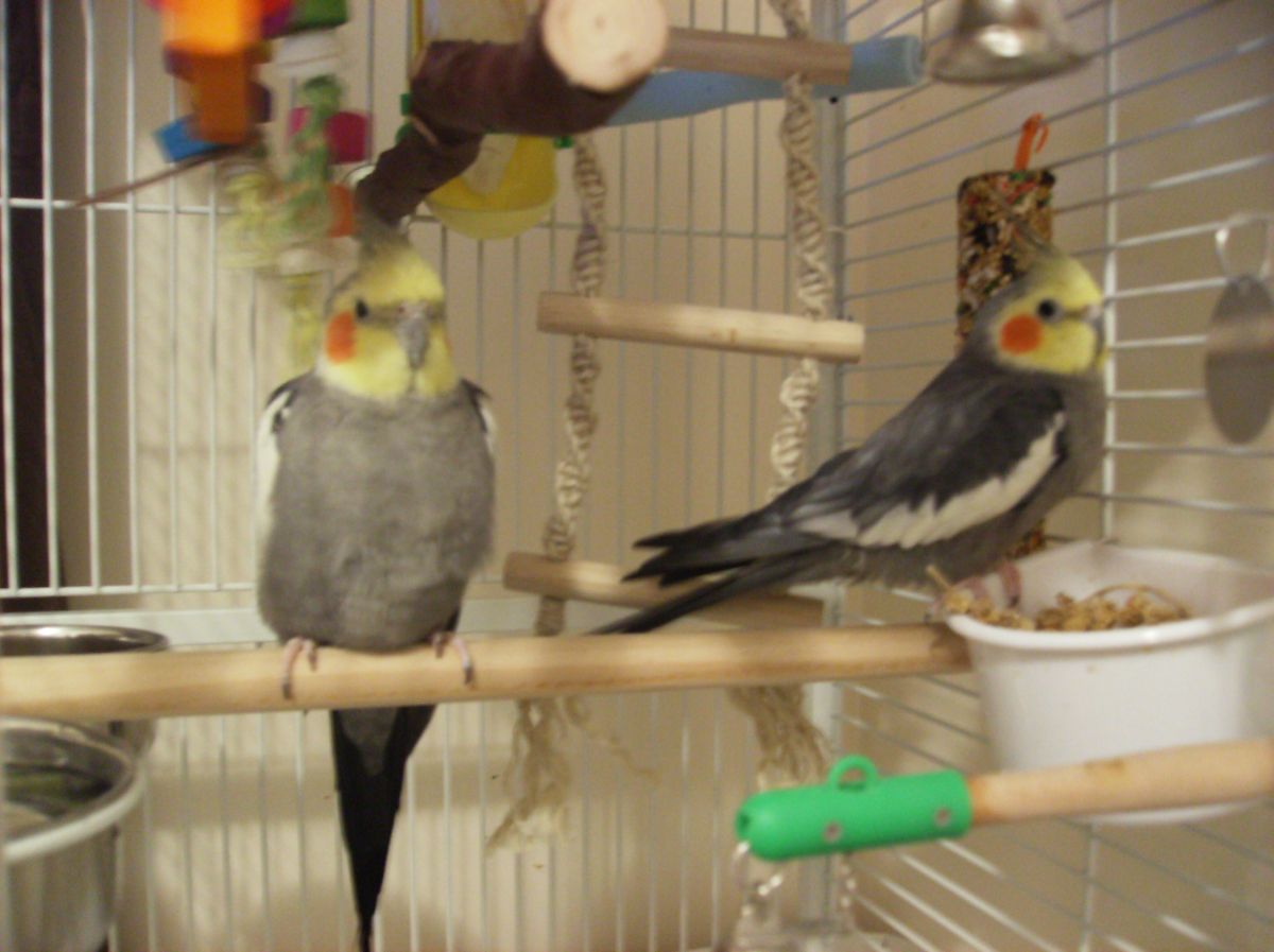 Birdie & Chick Pea