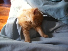 Annie Taking her nap
