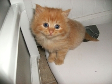 Annie 2