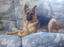 Sophie, 8 months old