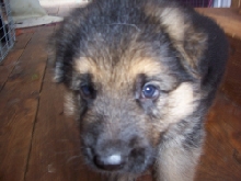 Shiloh, 5 weeks now